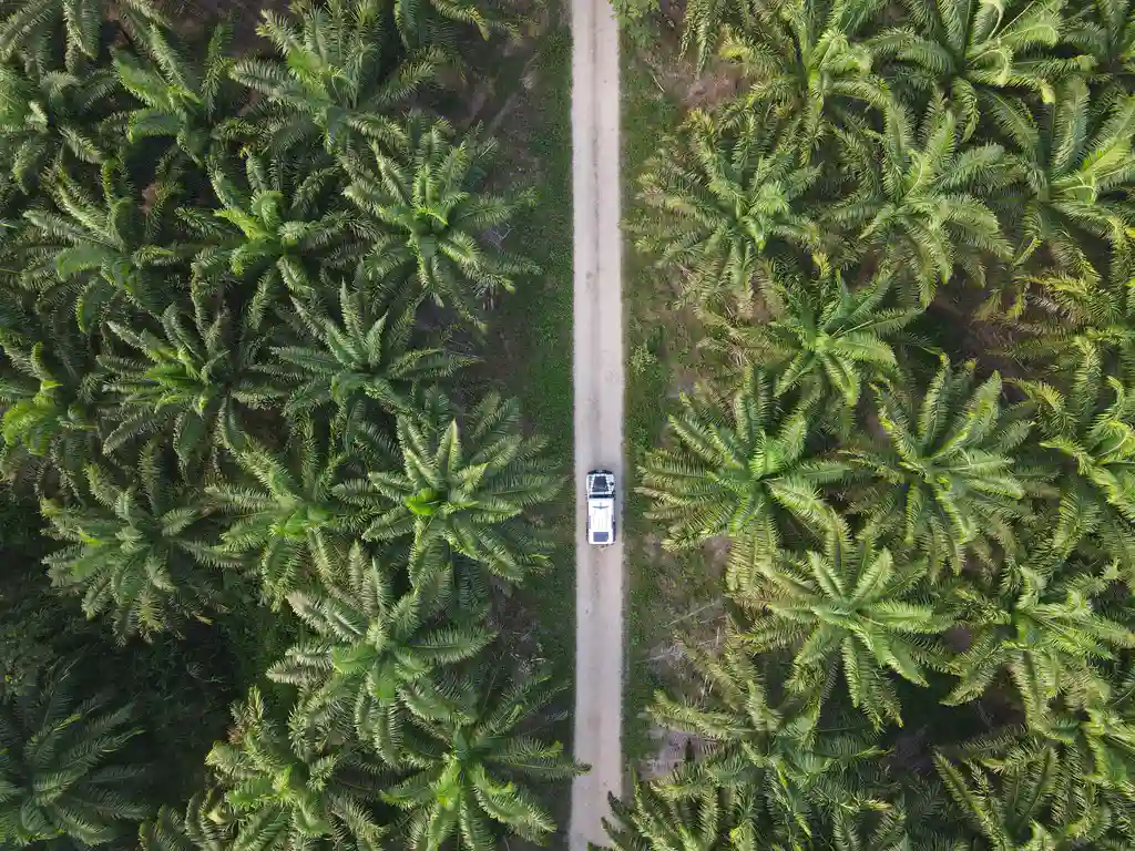 Palmeras y overlanding